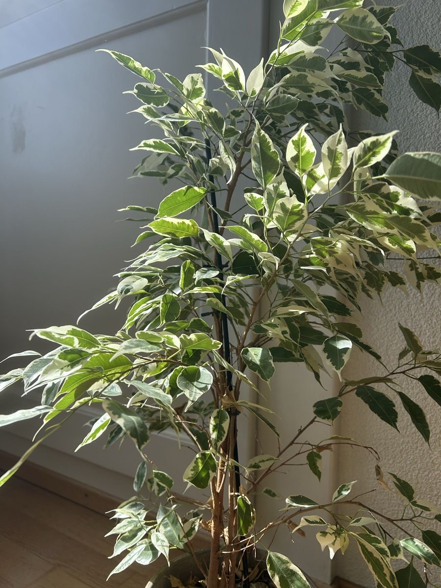 Piante & sementi: Birkenfeigen Ficus Benjamina Twilight – Usato da Zürich venduto da fabuulois 4
