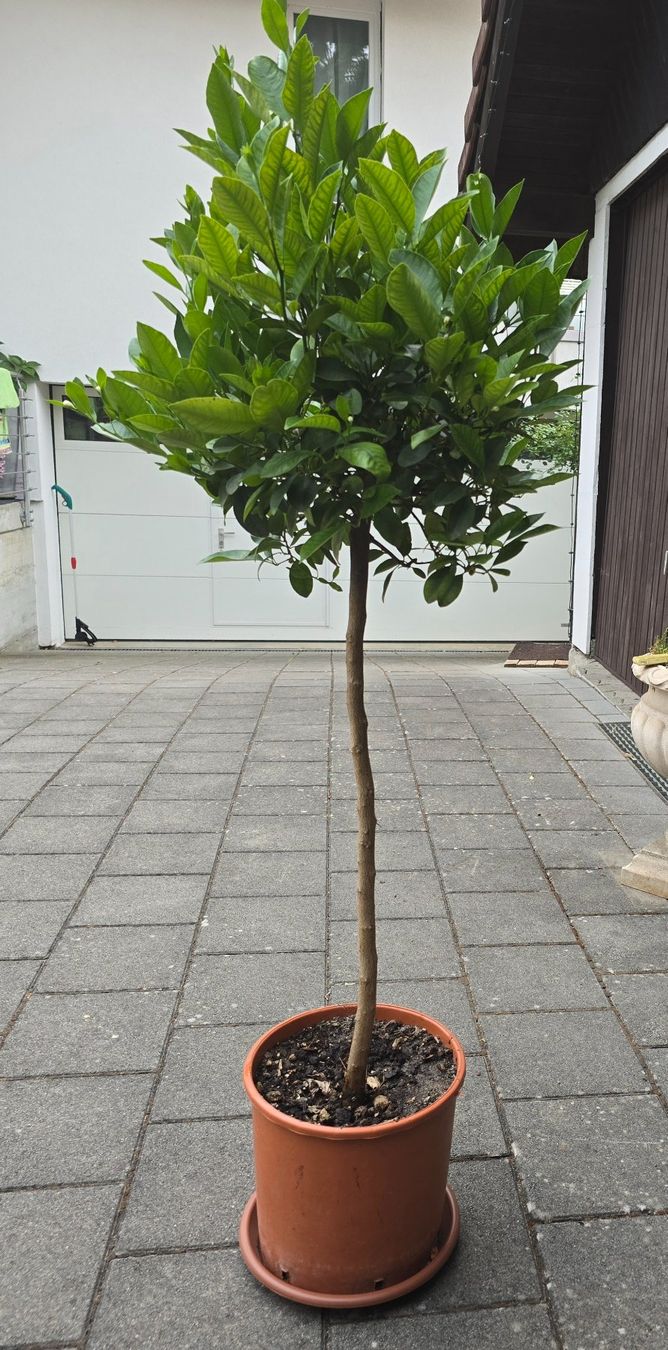 Plantes & graines: Calamondin Stämmchen mit Fruchtblüten – Neuf (Voir description) à Aarburg par popkorn65 3