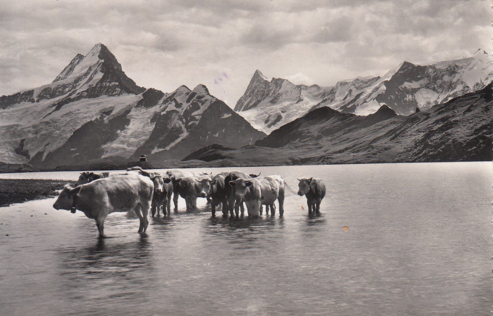 Cartoline postali: Bachalpsee 1954 – Usato da Bürglen TG venduto da StampGraf