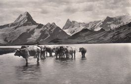 Bachalpsee 1954