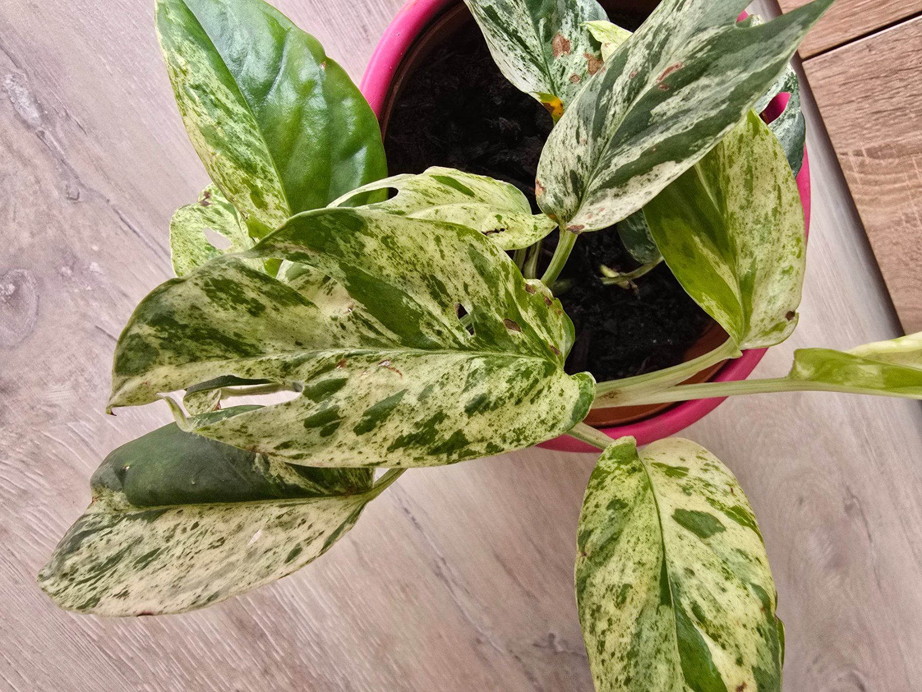 Piante & sementi: Epipremnum marble variegata – Usato da Aarburg venduto da Glitzerschein 2