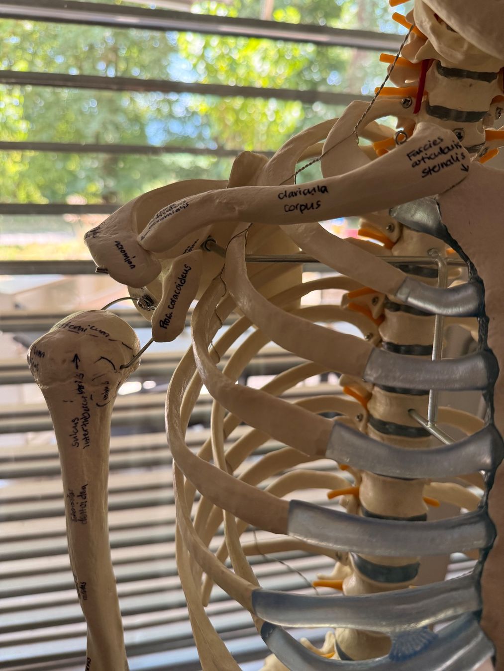 Figurines: Anatomie Skelett - Lebensgross – D'occasion à Anglikon par _stxphxnixbxll 3