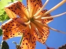 Lilium Azucena ! Superbe fleur rare! 10g