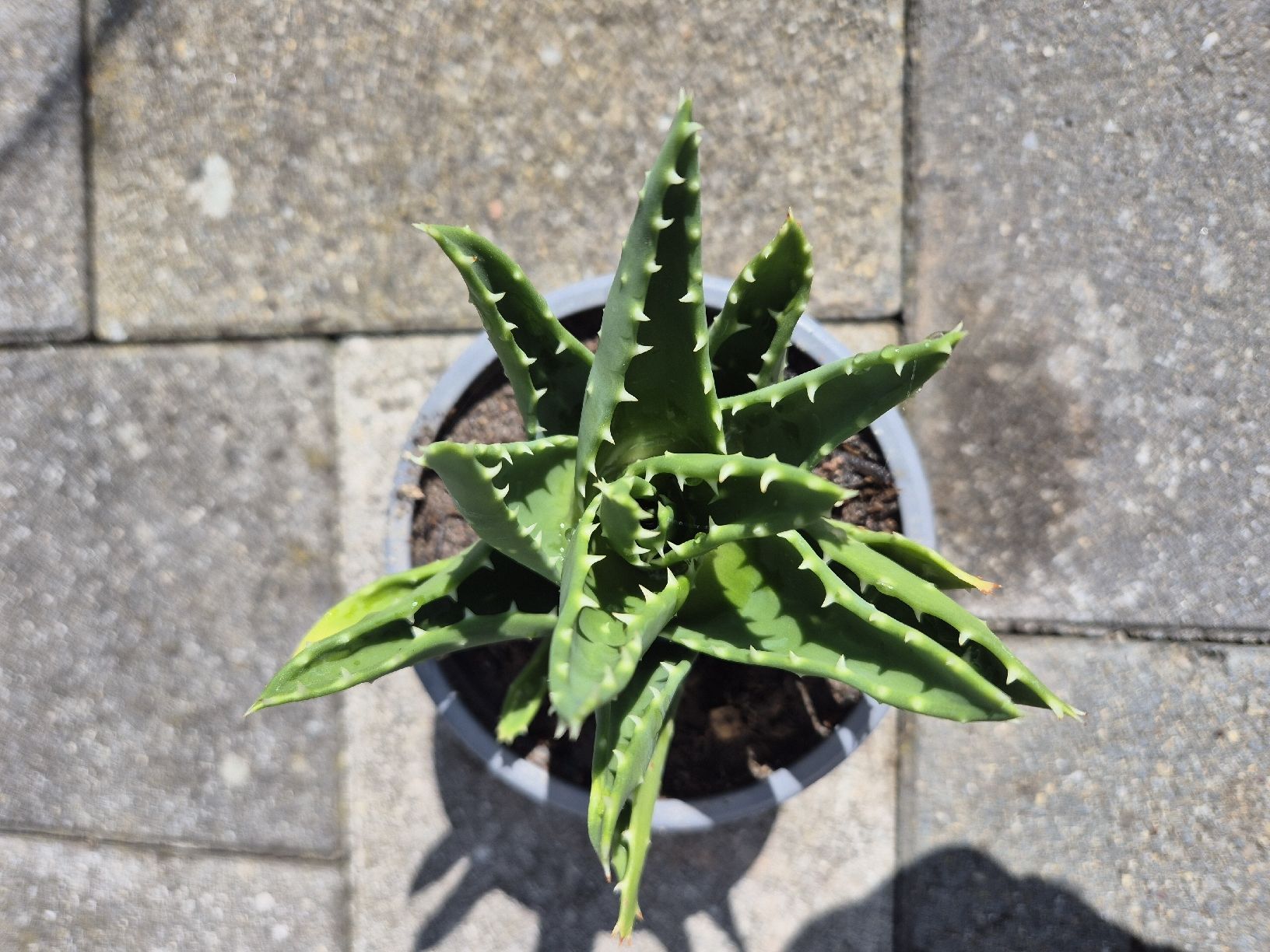 Pflanzen & Samen: Aloe – Gebraucht aus Hettlingen von Mroos1 2