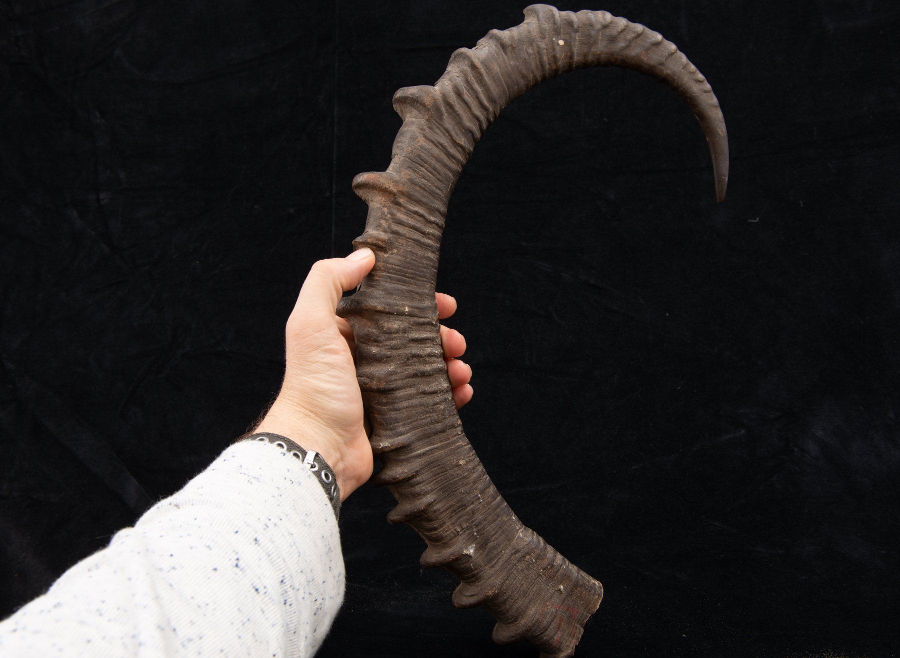 Welt der Tiere: Steinbock / Ibex Horn, alt und schön – Gebraucht aus Bern von  2