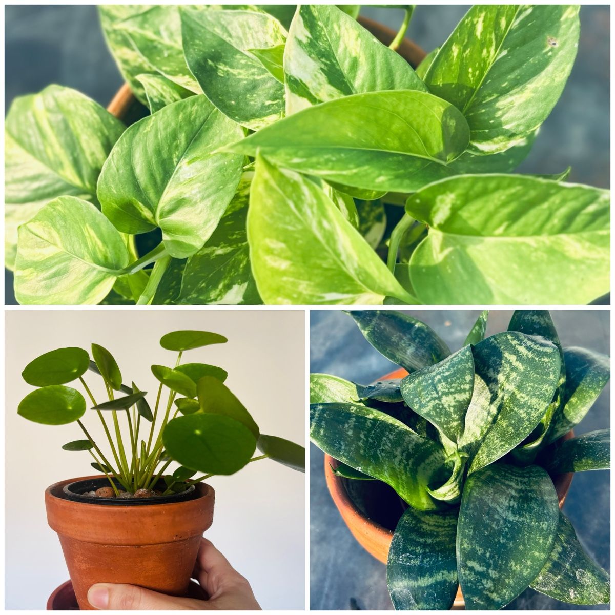 Plantes & graines: Easy care 3-Houseplants ⭐️ – D'occasion à Zürich par Bumble3