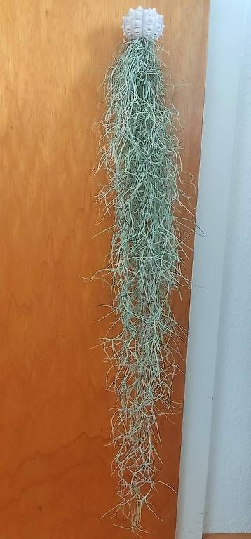 Piante & sementi: Luftpflanze Tillandsia usneoides mit Seeigel. 1 – Nuovo e nell'imballaggio originale da Ebnat-Kappel venduto da Zearara 1