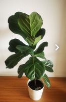 Ficus Lyrata 120cm, Zimmerpflanze, ohne Keramiktopf
