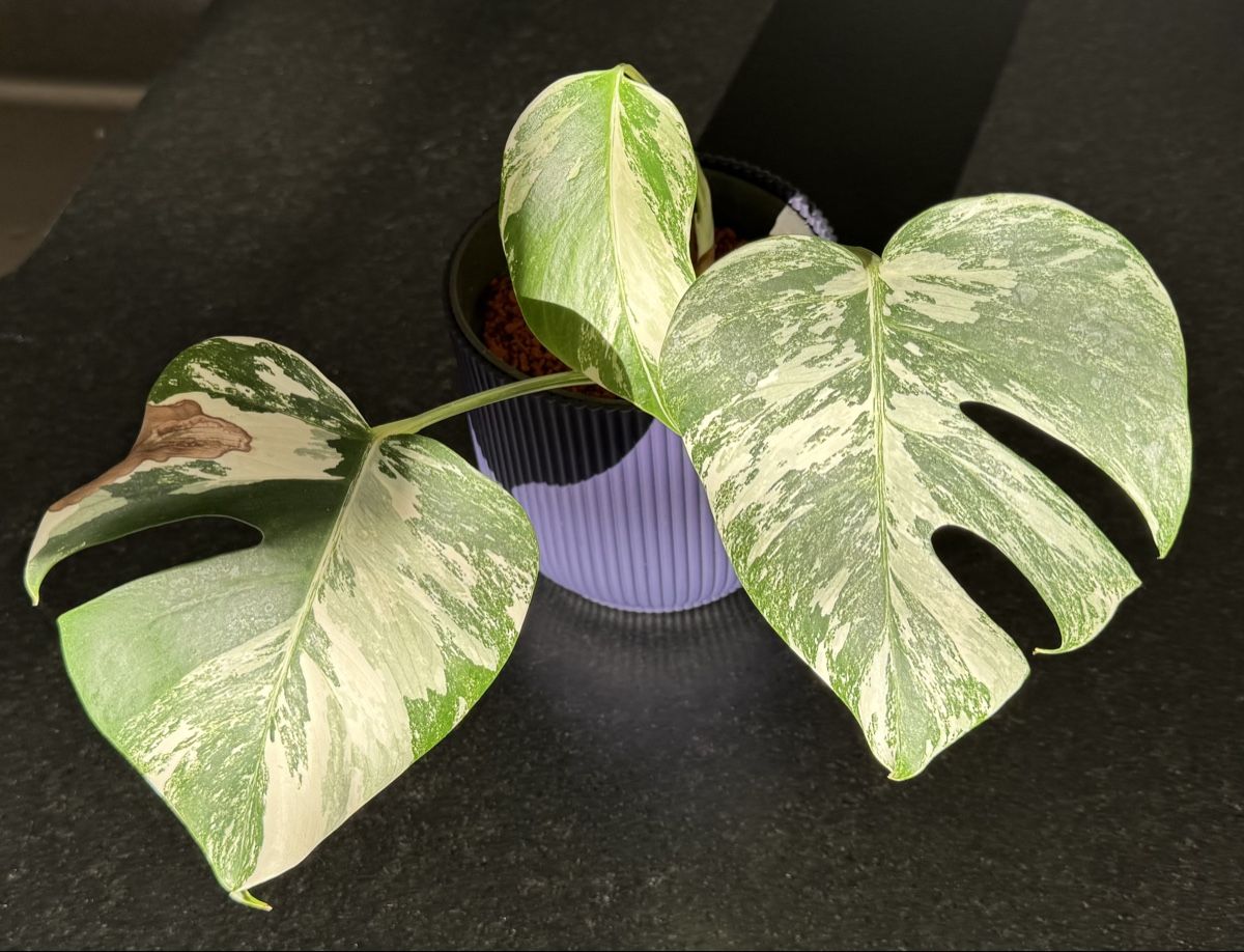 Pflanzen & Samen: Monstera deliciosa variegata – Neu (gemäss Beschreibung) aus Thun von DascheLii