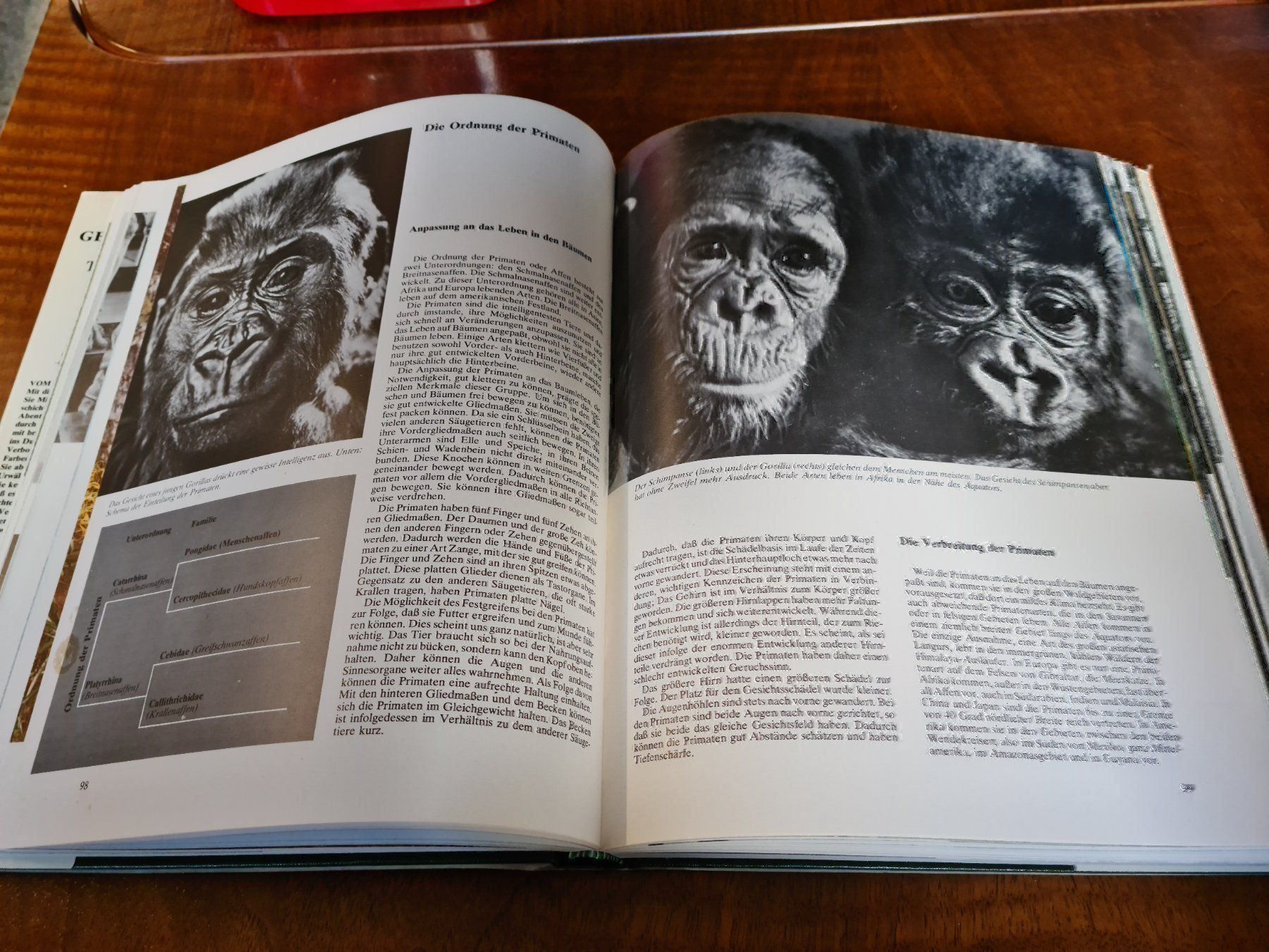 Libri: Vom Mammut zum Gorilla – Usato da Erstfeld venduto da Uhu1980 2