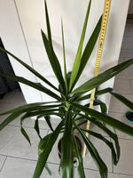 Zimmerpflanze Yucca Palme ca. 120 cm Hoehe in Topf