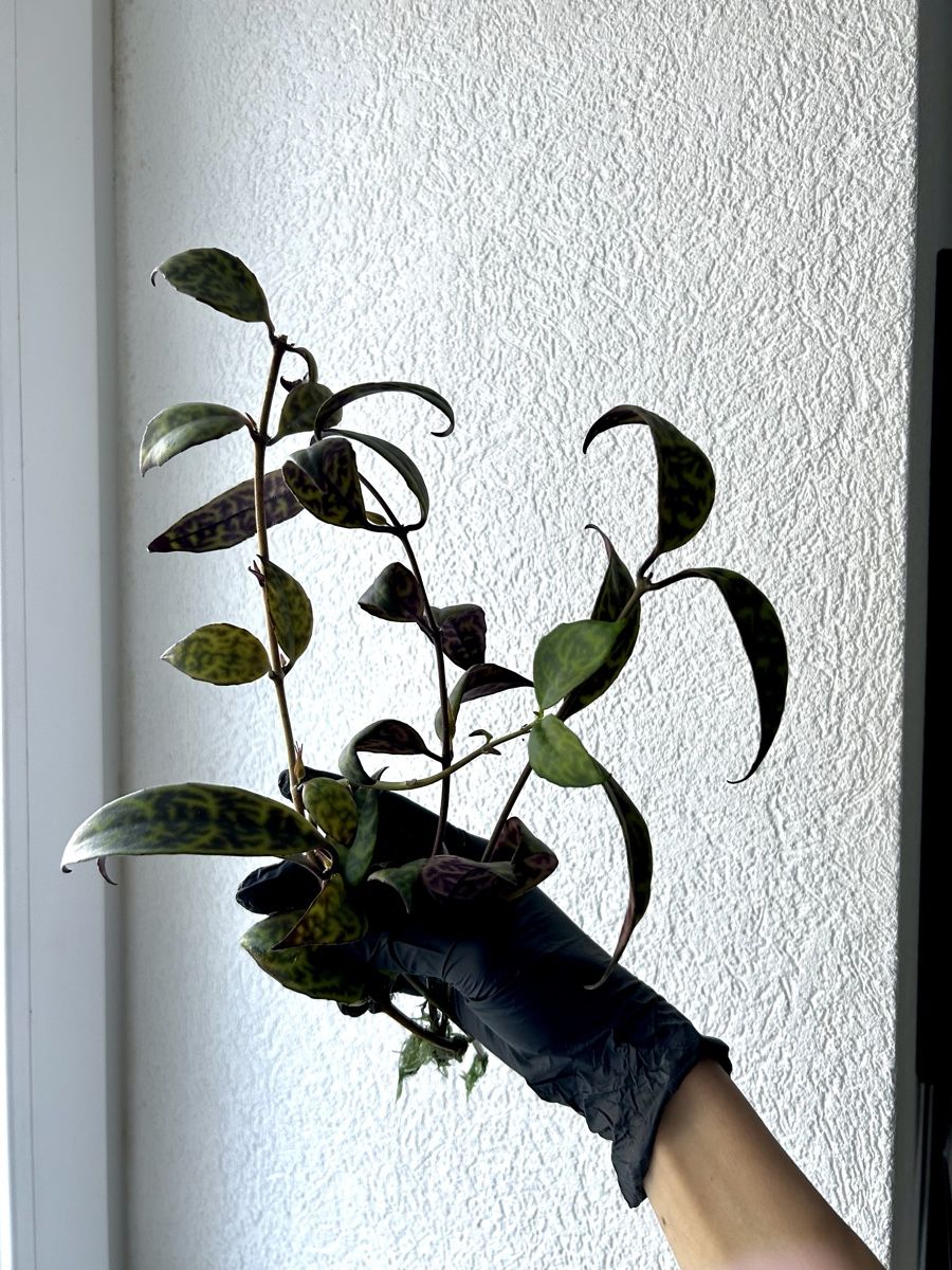 Piante & sementi: Boutures Aeschynanthus Marmoratus – Usato da Develier venduto da mel_qd2m