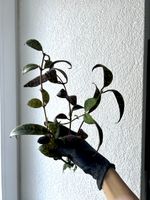Boutures Aeschynanthus Marmoratus
