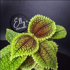 Profile image of Elly_