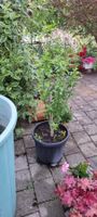 Pflanze im Topf: Eibisch lila Blüten
