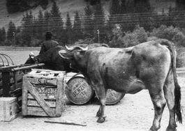 Originalfotografie (11.6 x 16.5 cm) - Landwirtschaft, Kühe
