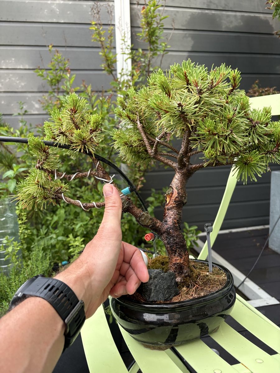 Plantes & graines: Bonsai in schwarzer Bonsaischale – D'occasion à Epalinges par ihl_f6xh 3