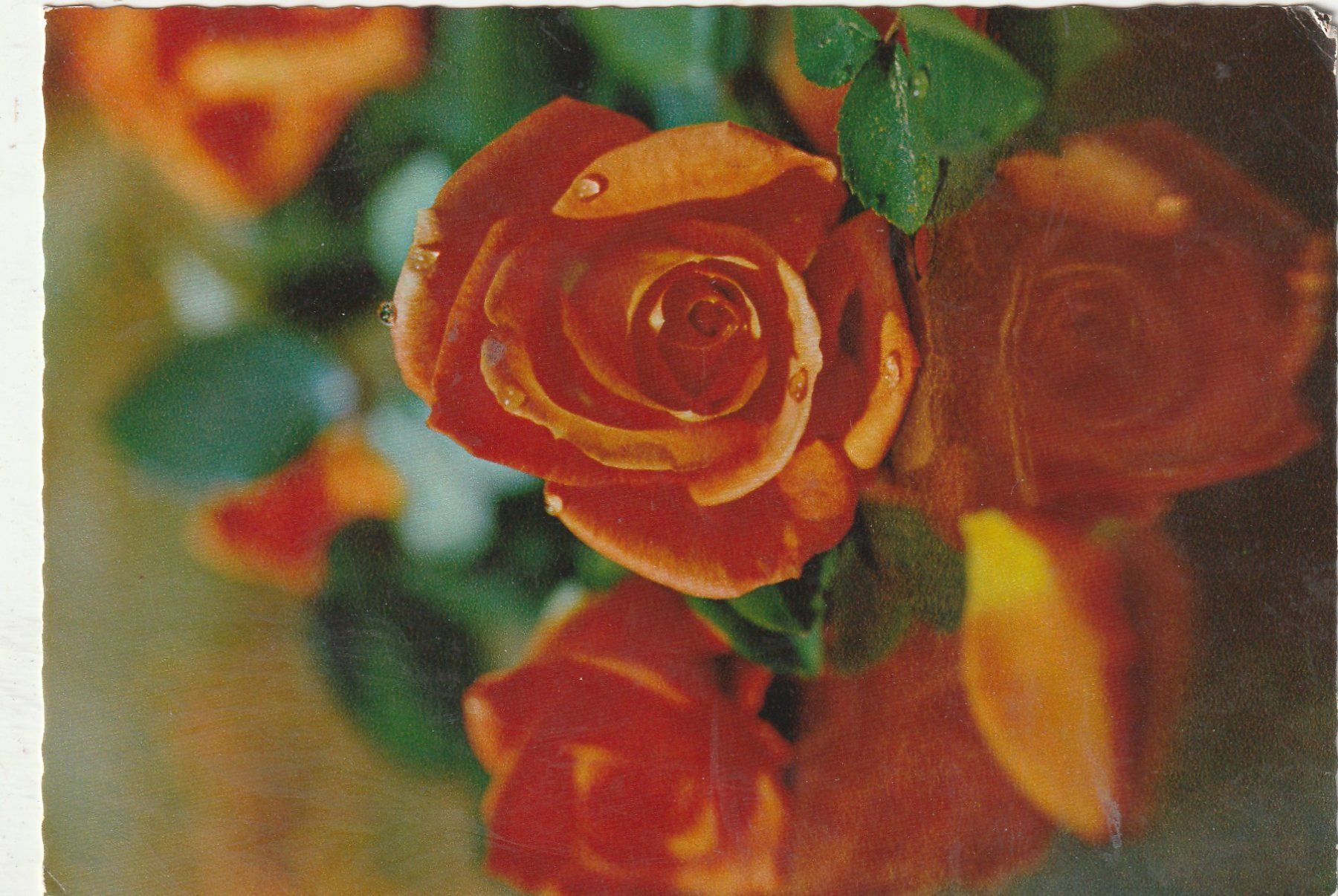 Cartes postales: Blumenkarte – D'occasion à Lumbrein par made02
