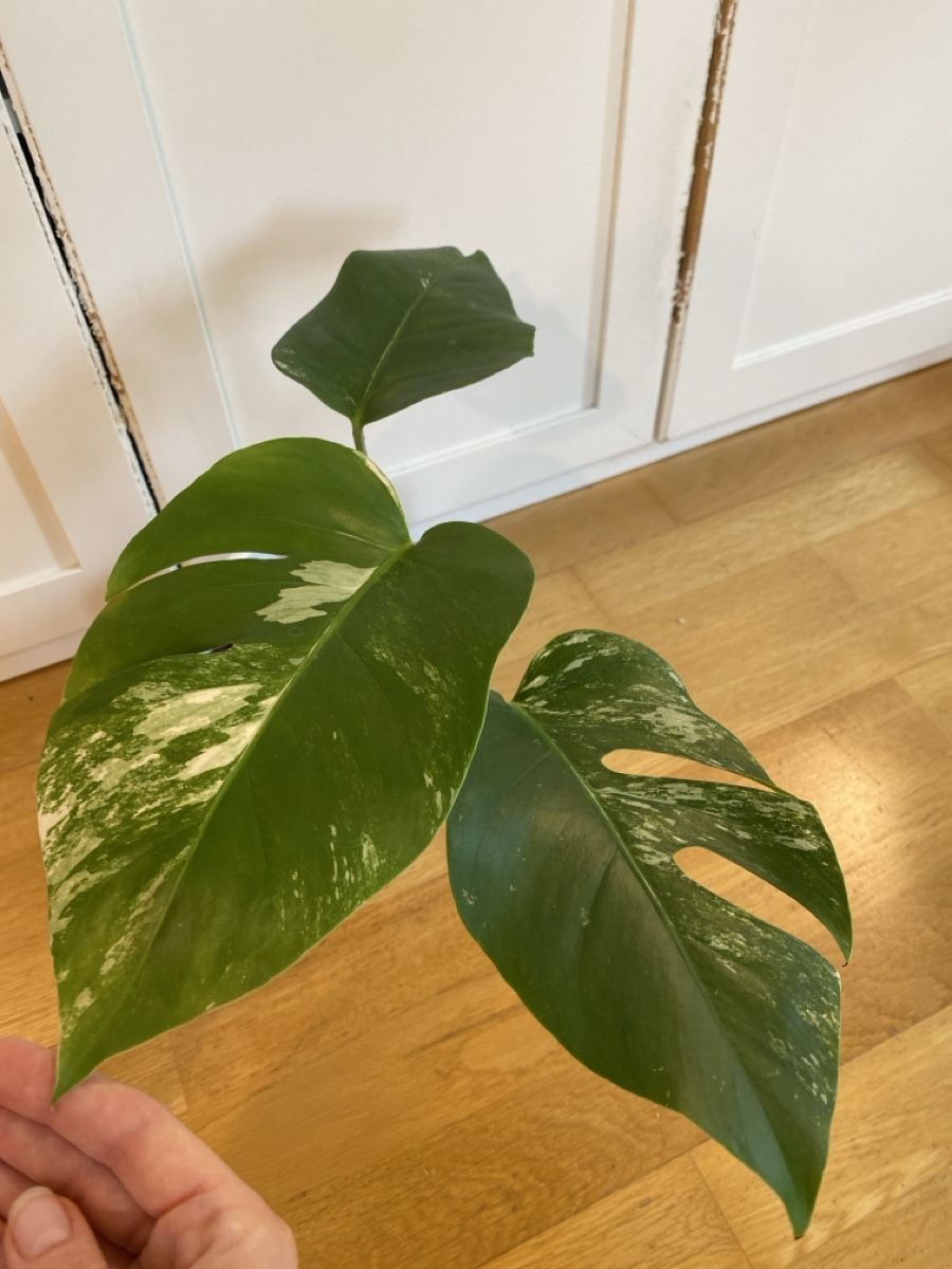 Plantes & graines: Monstera borsigiana variegata – D'occasion à Zürich par sim_hly6 1