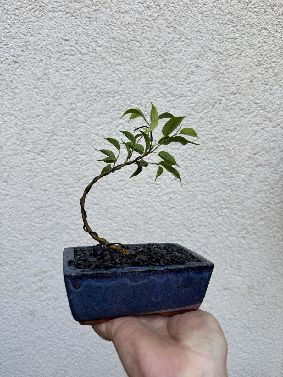 Pflanzen & Samen: Kleiner Ficus Bonsai – Gebraucht aus Rümlang von Gruseh.ch 1