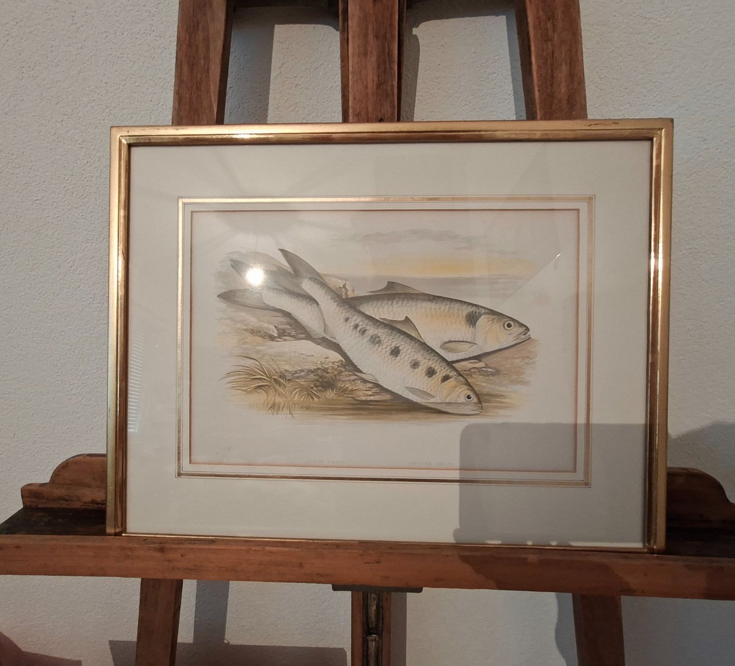 Grafica & Litografie: Lithographie ALLIS SHAD & TWAITE SHAD – Usato da Weiningen ZH venduto da nic_5lqm