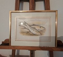 Lithographie ALLIS SHAD & TWAITE SHAD
