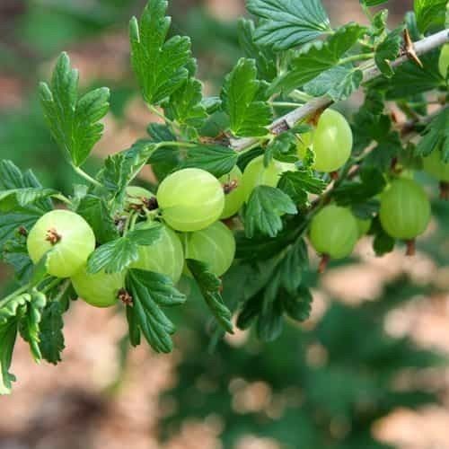 Piante & sementi: Groseillier  'Hinnonmaki gold' 2x – Nuovo (secondo la descrizione) da Bremblens venduto da FIBONACCI369 2