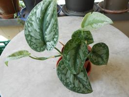 Scindapsus pictus - Gefleckte Efeutute (Hängepflanze)