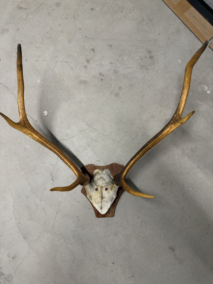 Il mondo degli animali: Hirschgeweih auf Holzschild – Usato da Wabern venduto da sea_rnh9