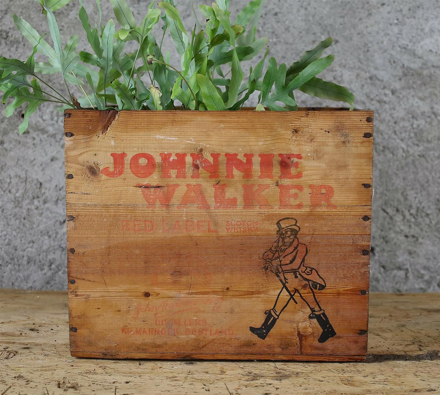 Casse di trasporto: Holzkiste Whisky "Johnnie Walker" – Usato da Birrwil venduto da brandschatz_birrwil 1