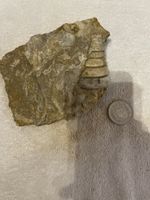 Fossil Schnecke im Stein - Einzigartiges Sammlerstück!