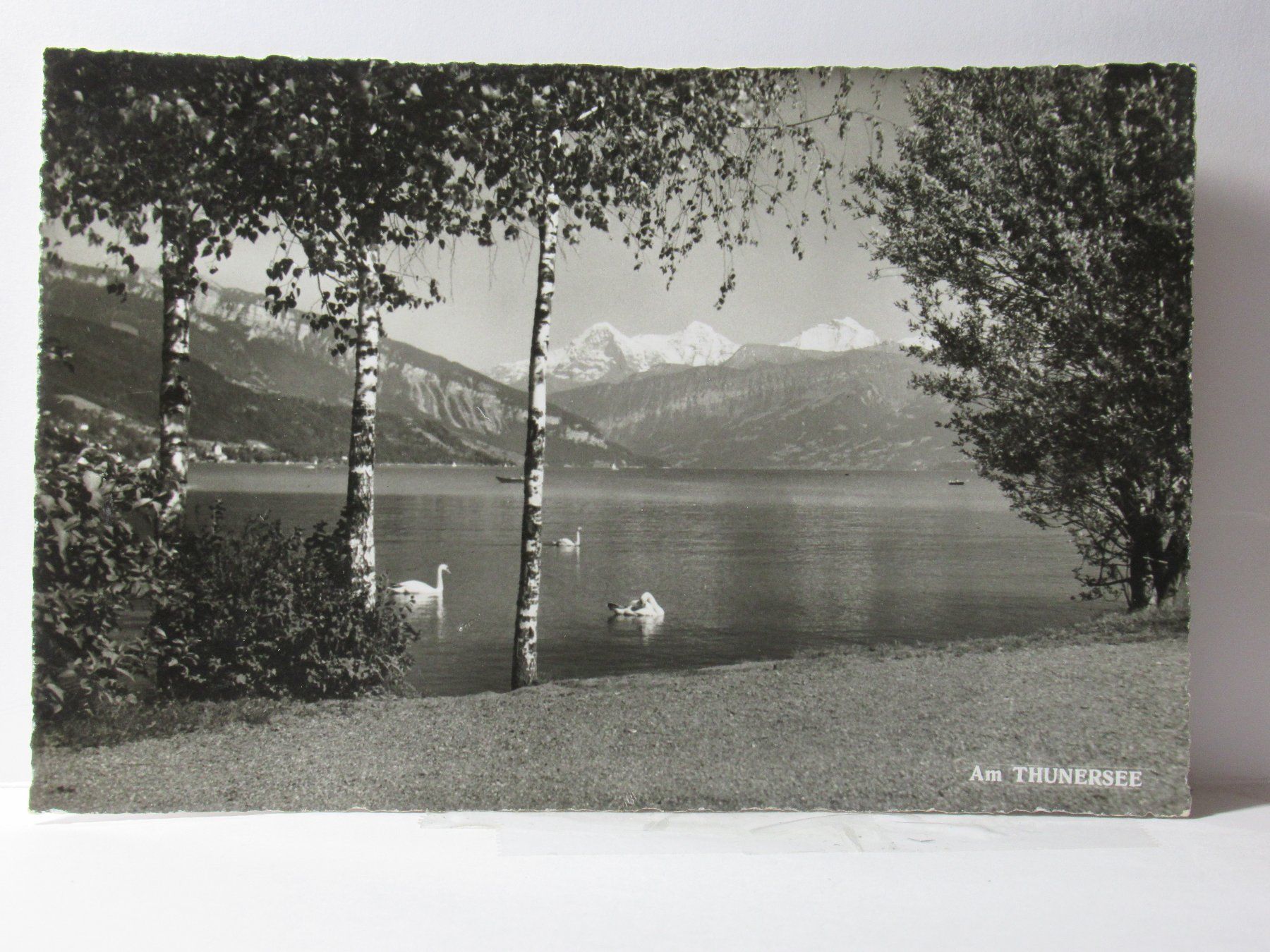 Ansichtskarten: Am Thunersee , Schwäne 1955 – Gebraucht aus Grenchen von Bluemchen1900