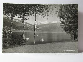 Am Thunersee , Schwäne 1955