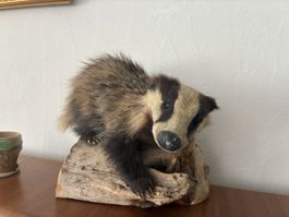 Dachs Präparat auf Holzsockel guter Zustand dekoration