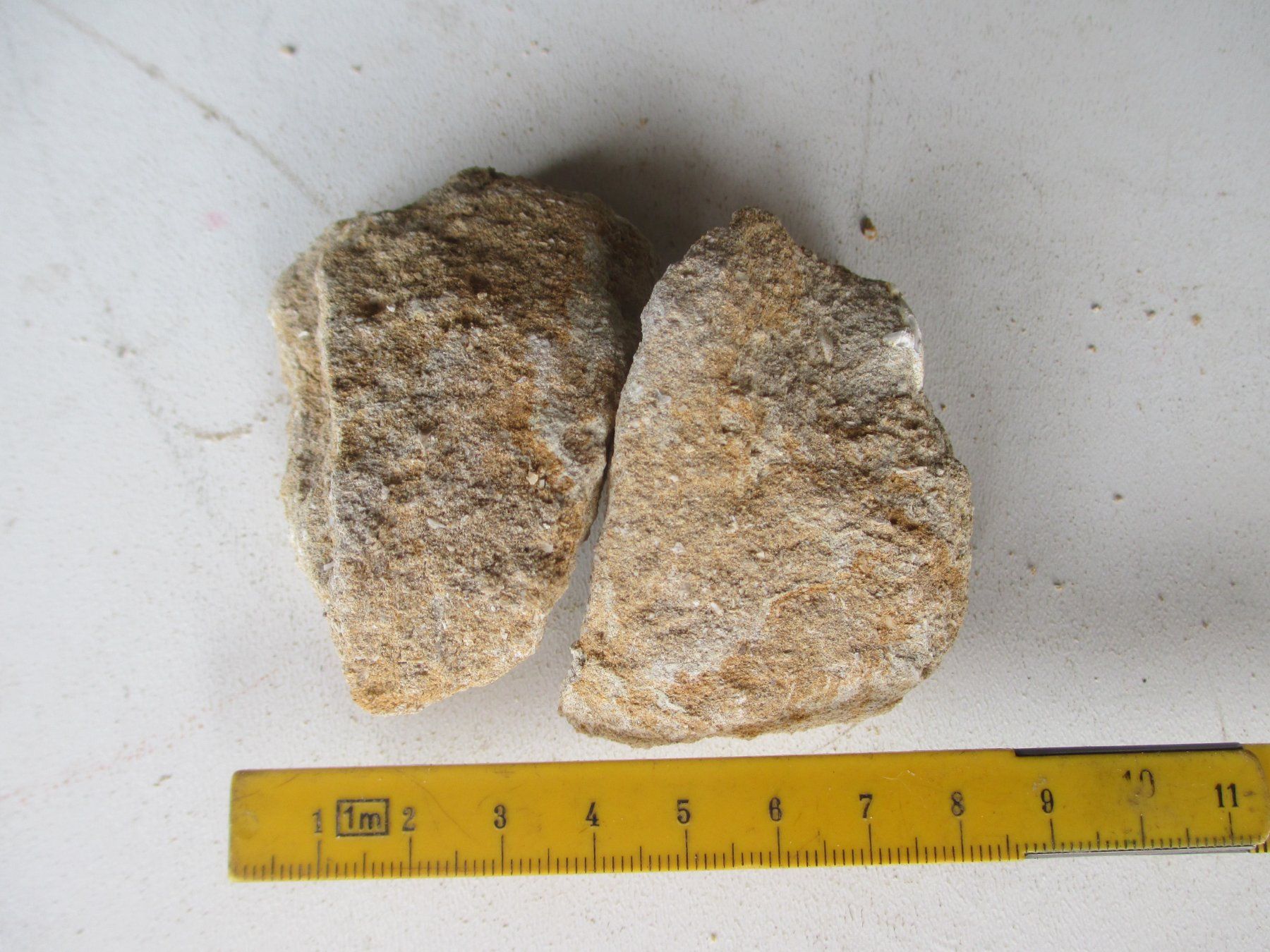 Fossili: Versteinerte Fossil – Usato da Weier im Emmental venduto da waefler03 2