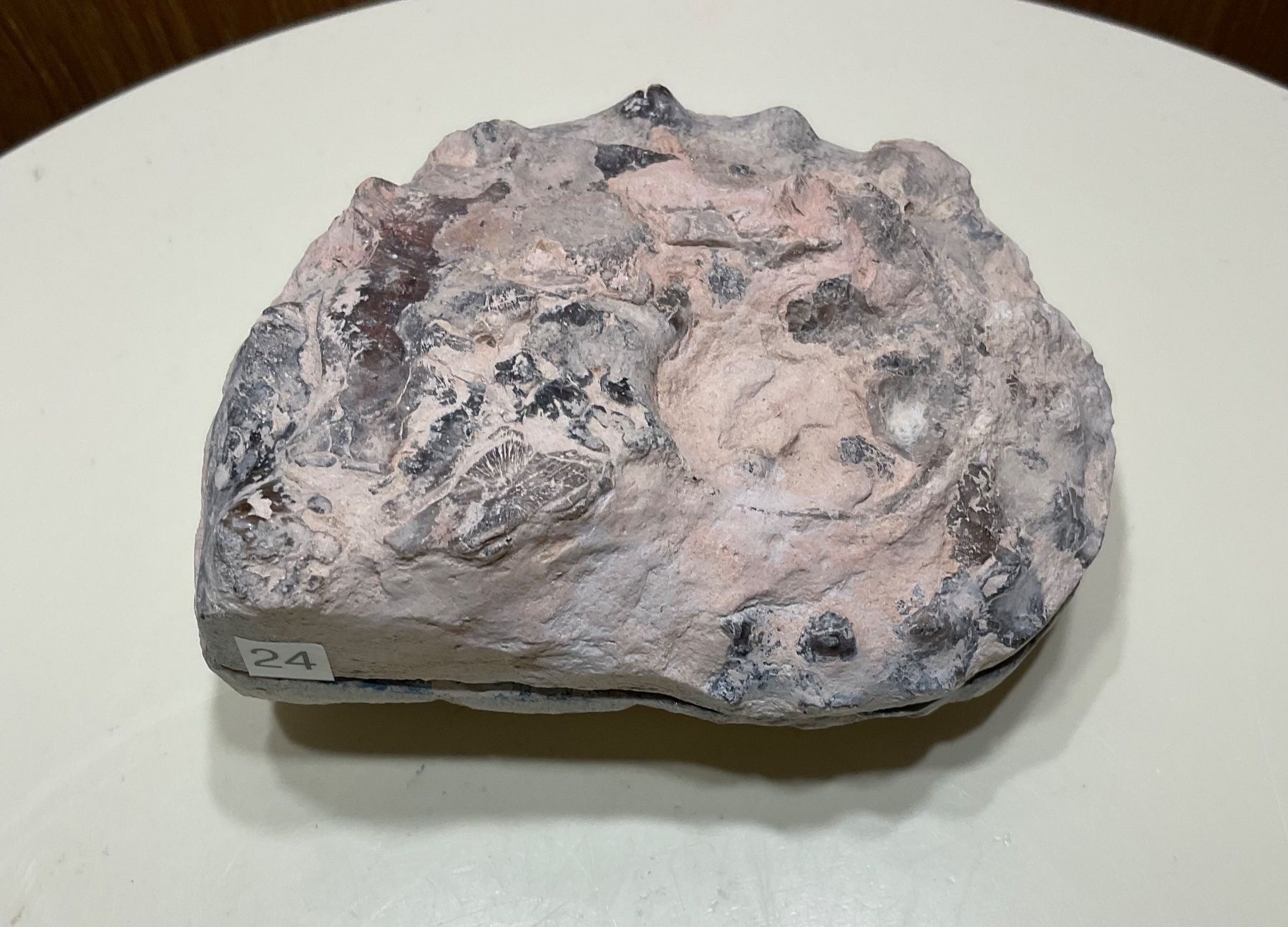 Fossili: Amoniten Paar aus Marokko – Nuovo (secondo la descrizione) da Gibswil venduto da BestePreis 1