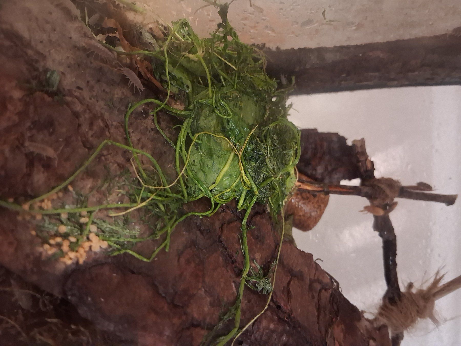 Terrarium: Terrarium, Terrarien, 4 Stück – Gebraucht aus Schüpfheim von lestat04 2