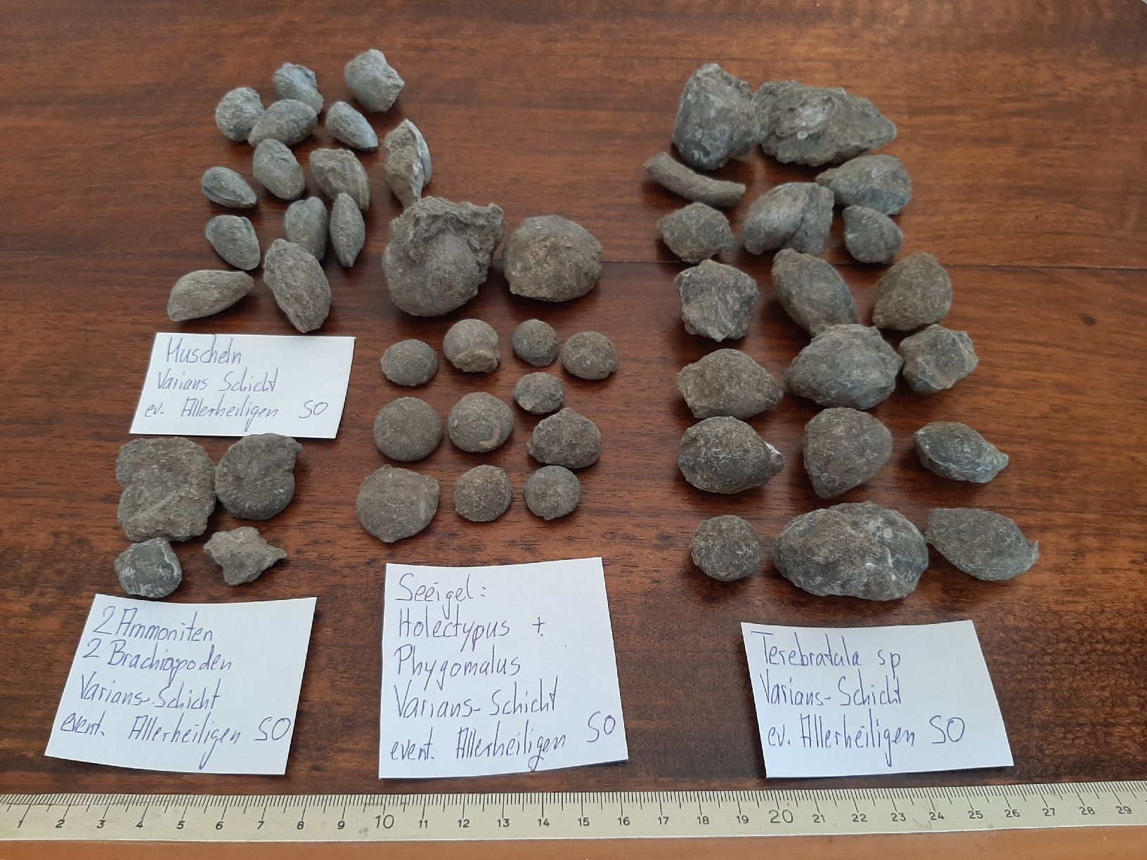Fossili: Verschiedene Fossilien Schweiz – Usato da Rickenbach BL venduto da Oktober68 1