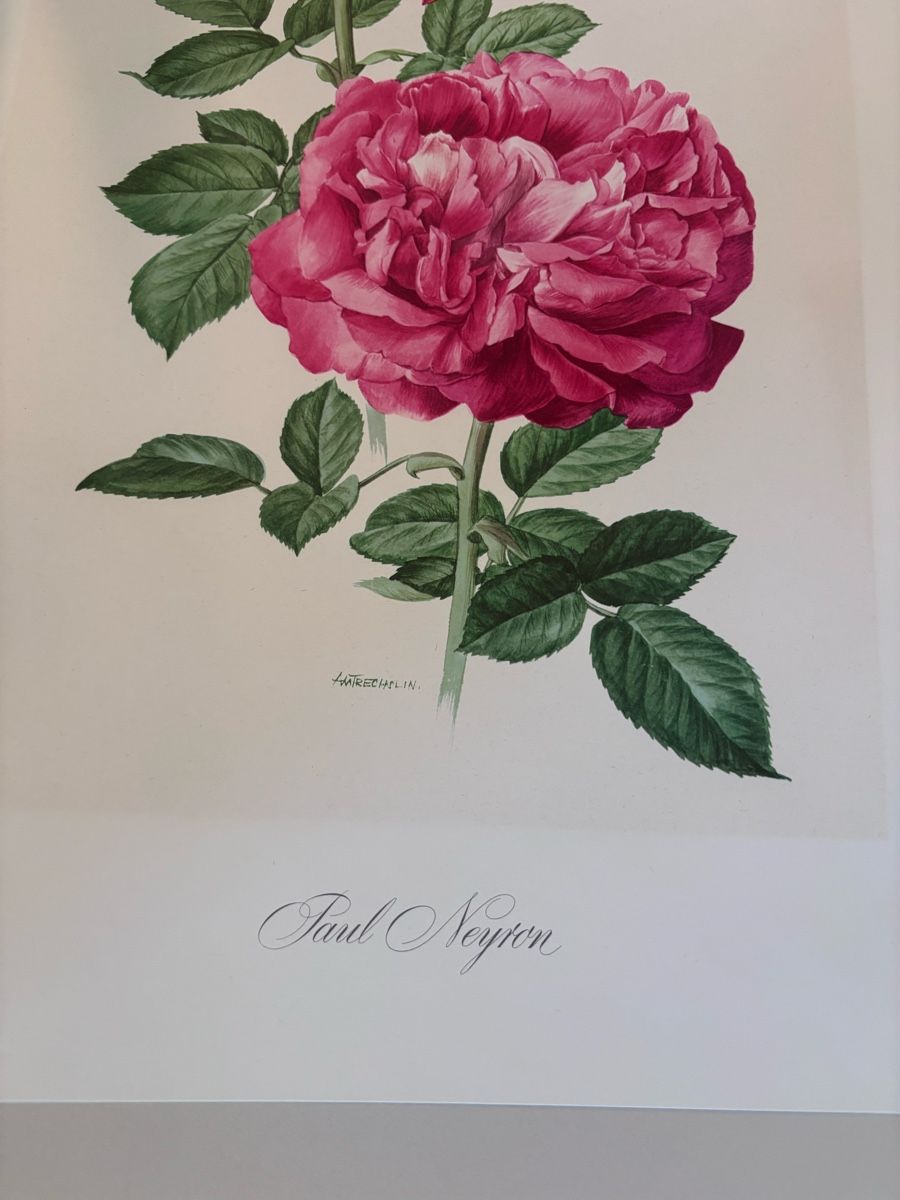 Dipinti: Kunstdrucke Botanische Rosen – Usato da Weiach venduto da Larissa130 5
