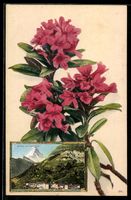 Zermatt, Teilansicht mit Matterhorn, Alp