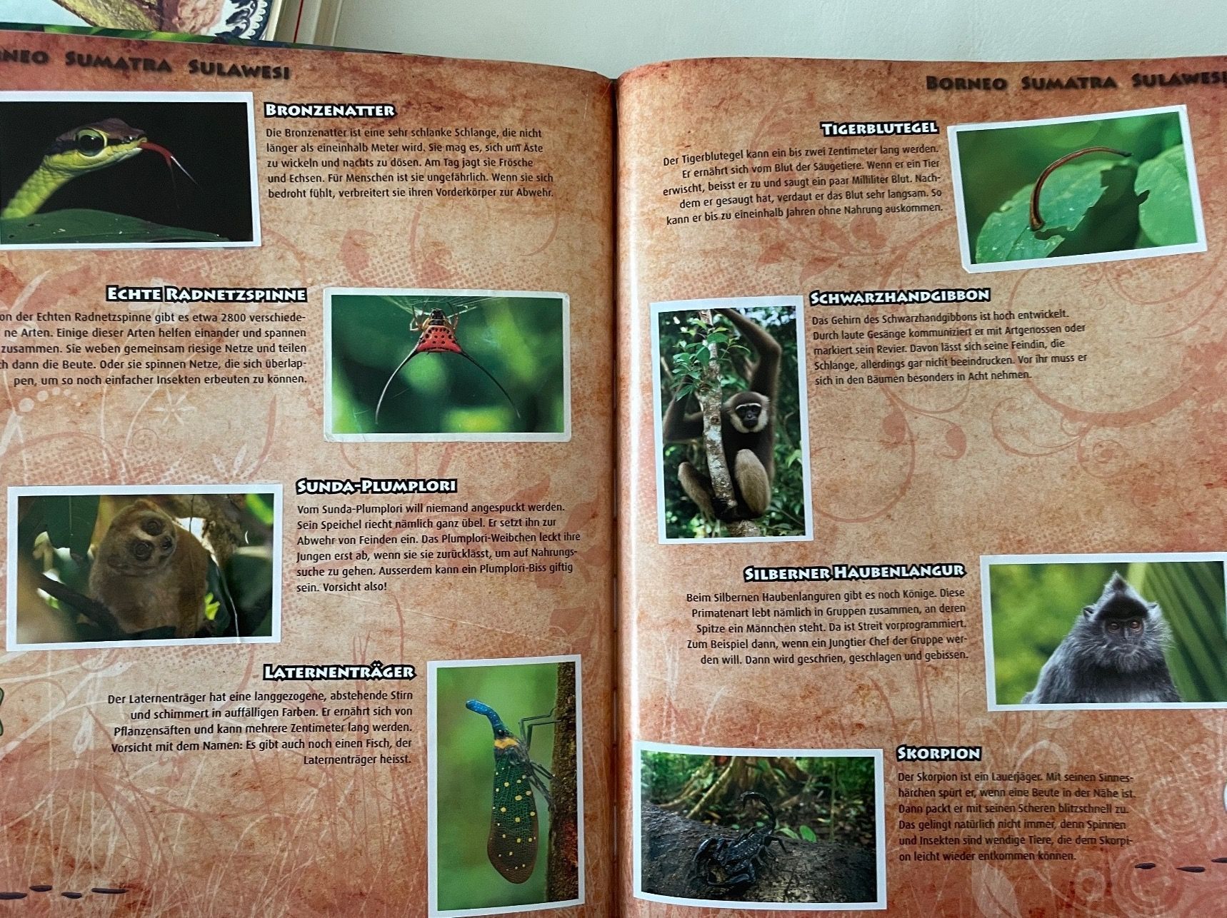WWF Album: Abenteuer Regenwald – Usato da Urdorf venduto da Anassor 1