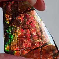 Ammolite Ammonite Coated Stone 26x24.2x4.4mm / 29.0ct