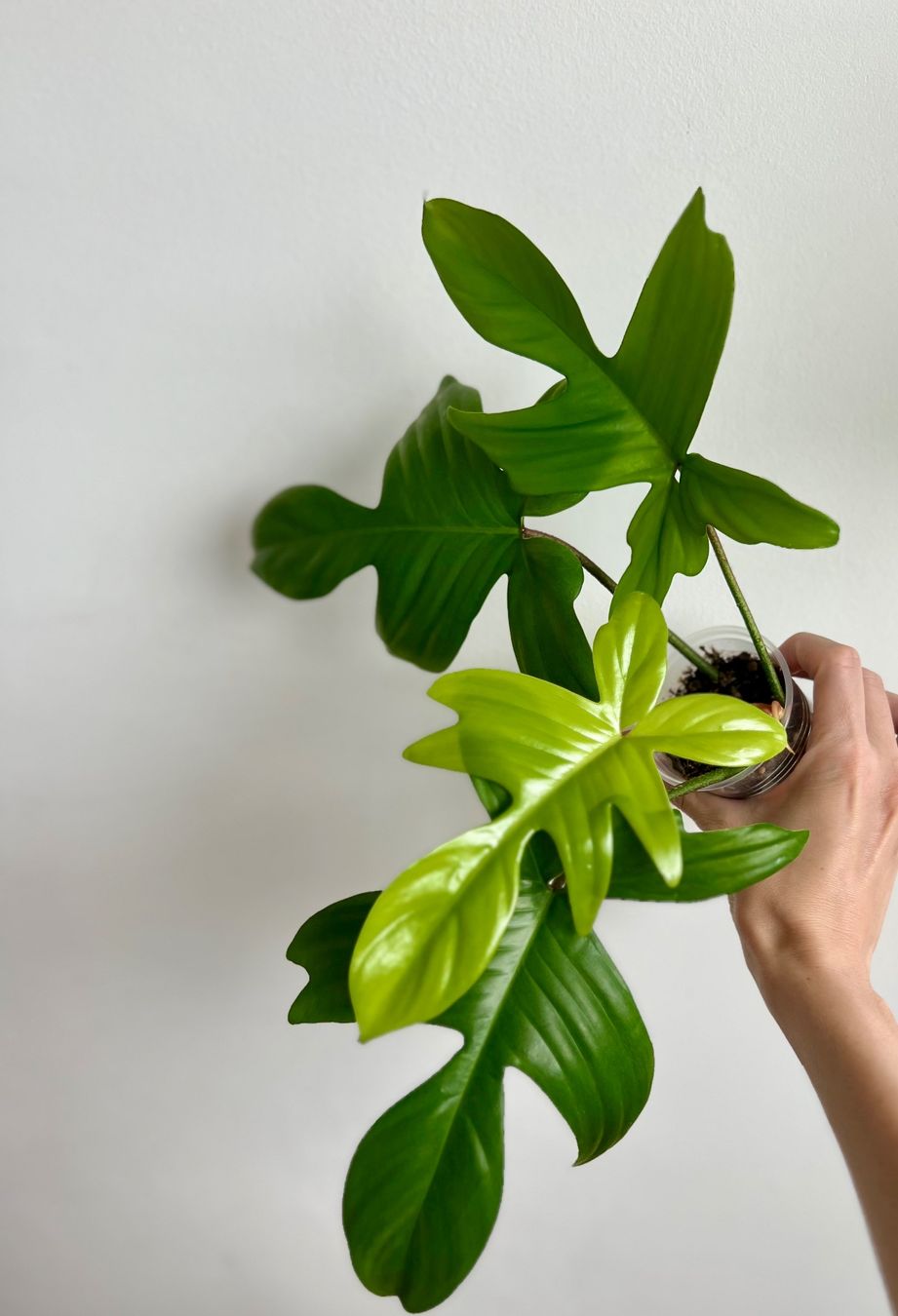 Plantes & graines: Philodendron Florida Ghost😍 – D'occasion à Glattpark(Opfikon) par ste_n99y 1