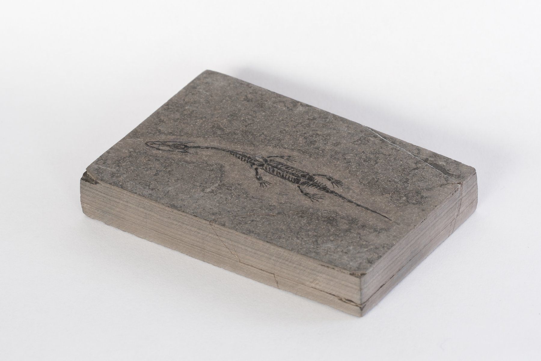 Fossili: Schwimmsaurierer - Keichousaurus hui - Nothosaurus - China – Usato da Heiden venduto da mats10 4