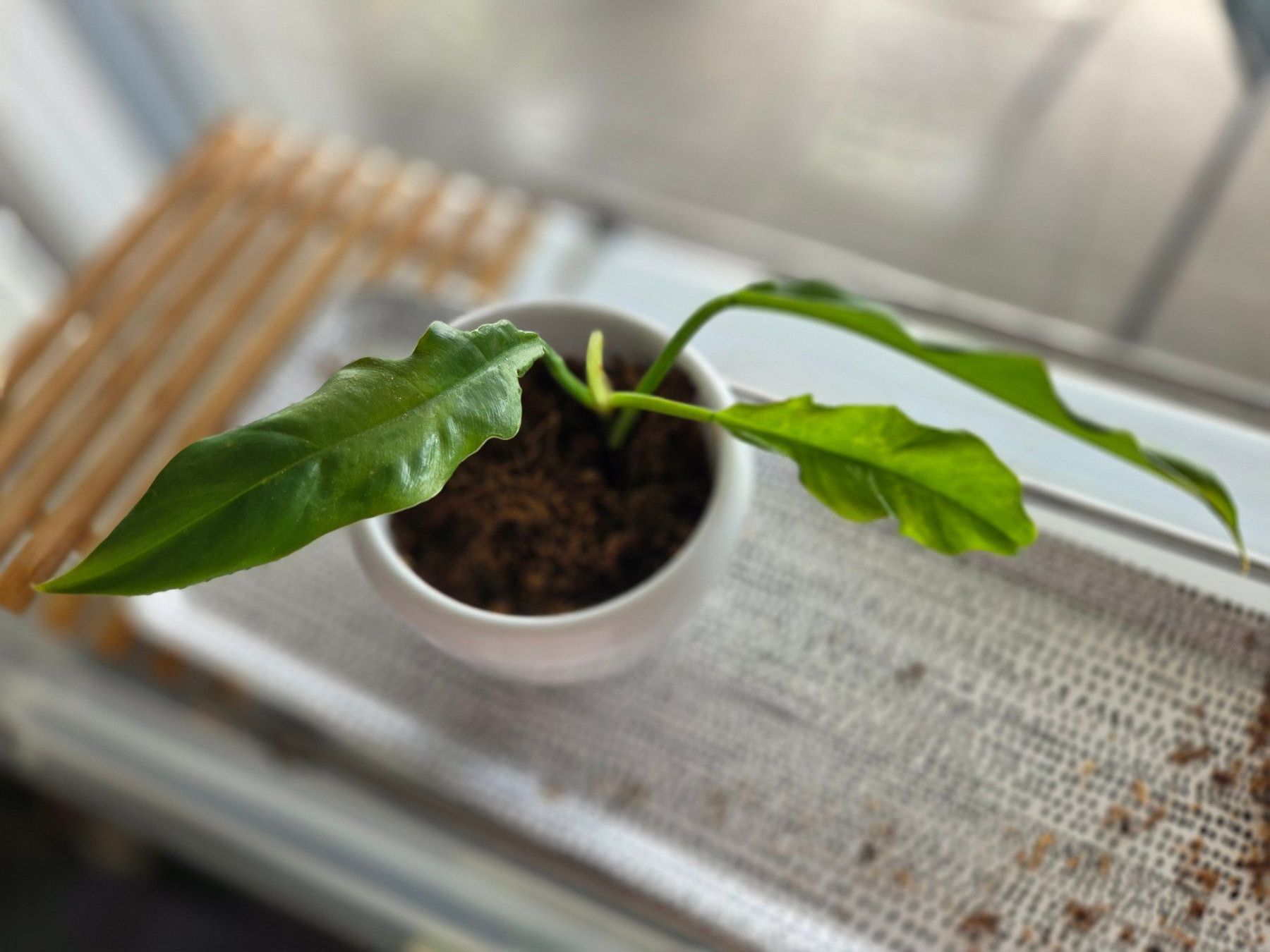 Piante & sementi: ** Philodendron Narrow 2** – Usato da Broc venduto da omegadlocks 1