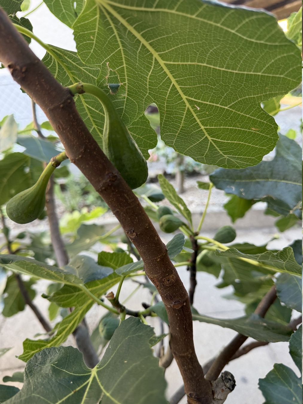 Plantes & graines: Feigenbaum winterhart – D'occasion à Thun par solex777 1