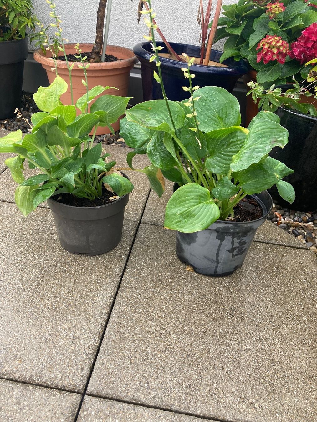 Pflanzen & Samen: 2x Hosta – Gebraucht aus Zollikofen von schildi13