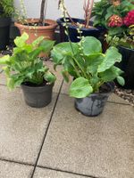 2x Hosta