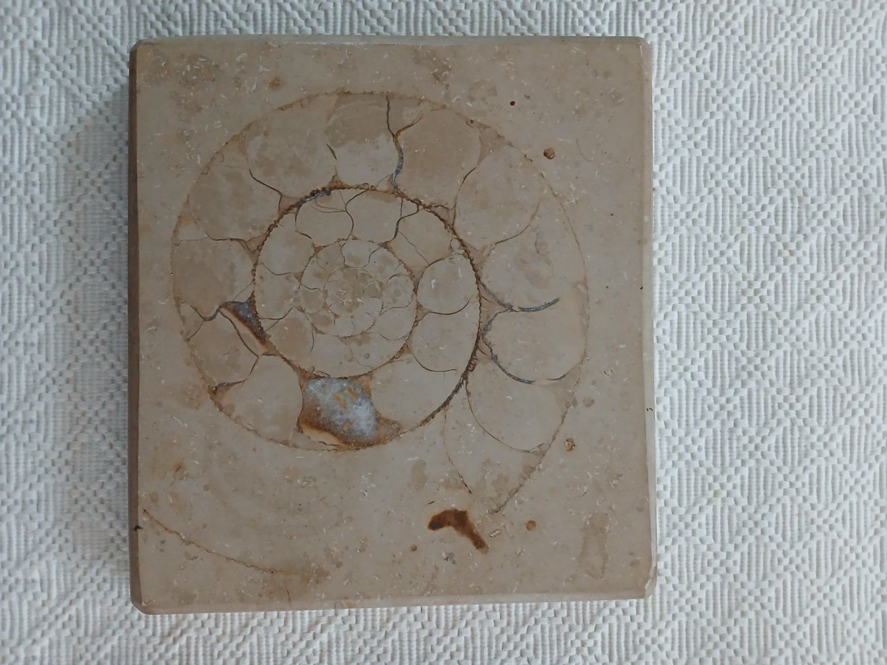 Fossili: Fossiles Ammonit im Kalkstein – Usato da Hinwil venduto da Chnap