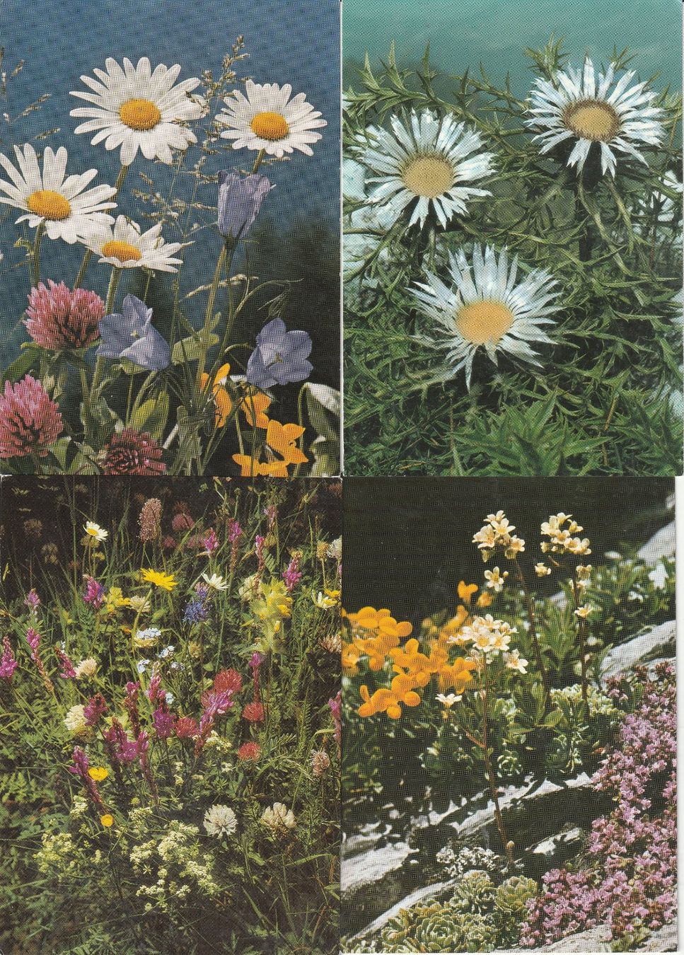 Cartoline postali: 16 Schöne Blumenkarten – Usato da Lumbrein venduto da made02 6